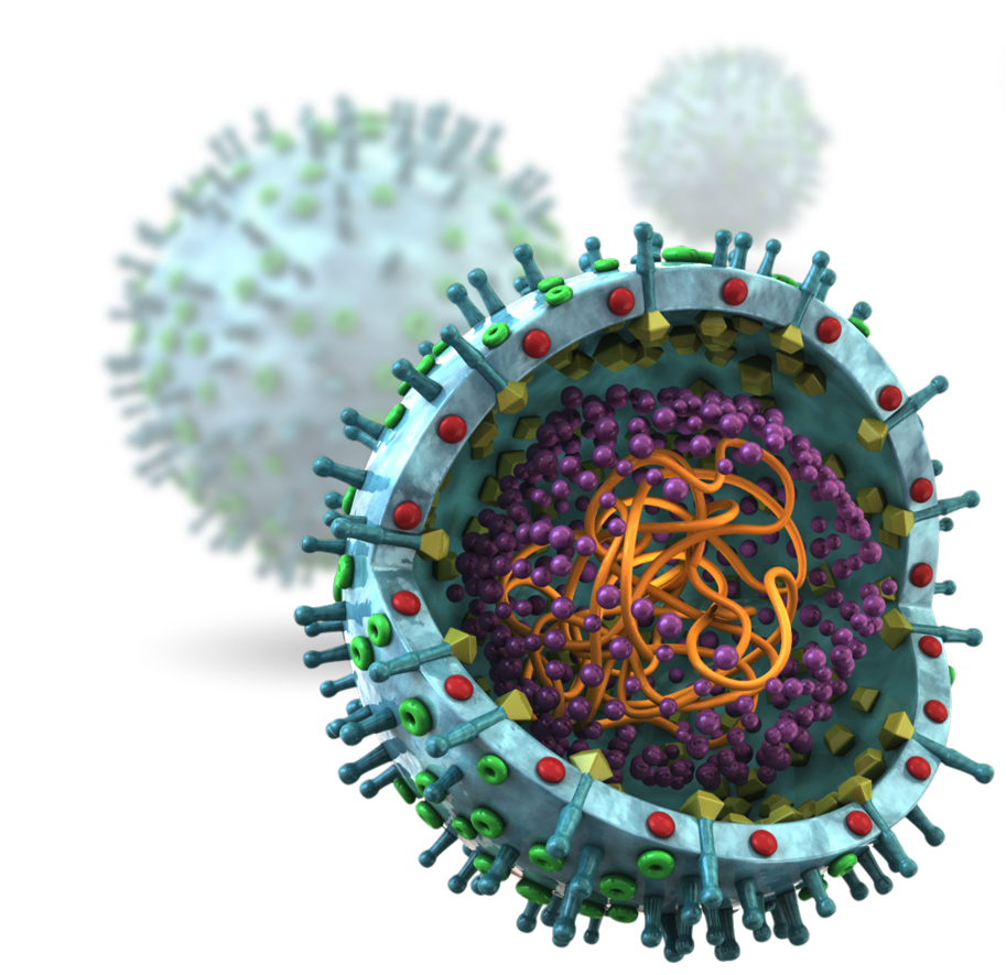 Getting viruses. Вирус коронавирус микробиология. Коронавирус микробиология. Вирион это микробиология. Вирус гриппа микробиология.